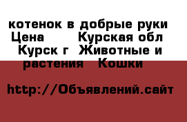котенок в добрые руки › Цена ­ 1 - Курская обл., Курск г. Животные и растения » Кошки   